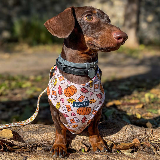 Adjustable Harness Autumn