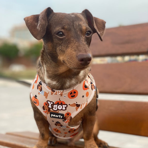 Arnés Ajustable 100% Personalizado