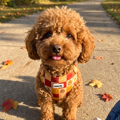 Perro con el arnés ajustable Honey Patchwork de Pawfy
