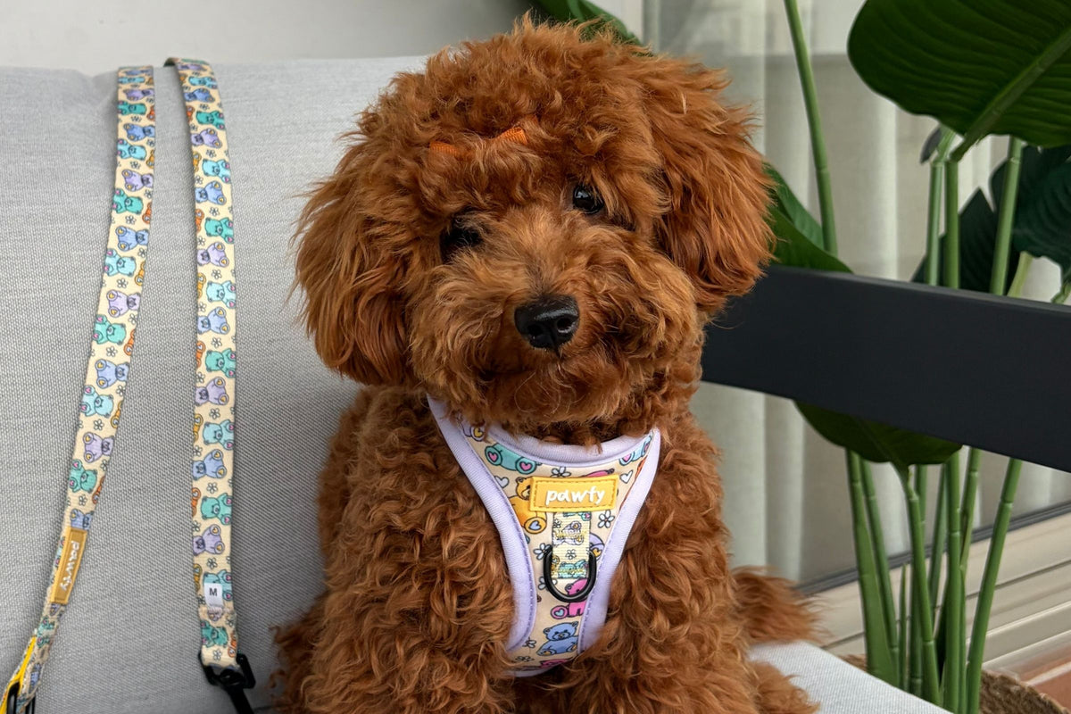 Caniche con arnés y correa de la colección Bears de PAWFY