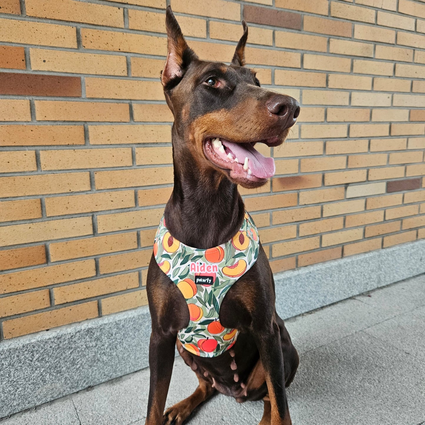 100% Custom Adjustable Harness