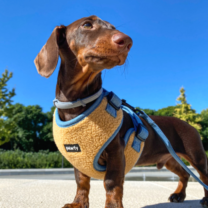 Arnés Ajustable Teddy Puppy